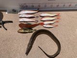 徳島遊漁船極鱗丸シロアマの6月の釣果(2025.06.21)
