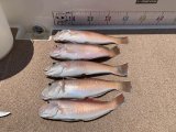 徳島遊漁船極鱗丸シロアマの6月の釣果(2025.06.28)