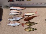 徳島遊漁船極鱗丸シロアマの7月の釣果(2025.07.11)