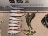 徳島遊漁船極鱗丸シロアマの8月の釣果(2025.08.24)