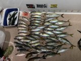 徳島遊漁船極鱗丸バチコンの8月の釣果(2025.08.27)