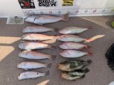徳島遊漁船極鱗丸シロアマの8月の釣果(2025.08.30)