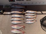 徳島遊漁船極鱗丸シロアマの9月の釣果(2025.09.02)
