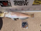 2025.09.07 シロアマダイ MAX 50cm