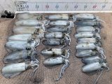 徳島遊漁船極鱗丸ティップランの10月の釣果(2025.10.05)