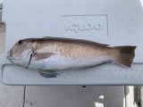 2026.05.31 シロアマダイ 50cm