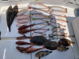徳島遊漁船極鱗丸シロアマの6月の釣果(2026.06.13)