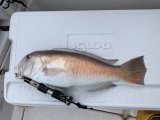 2026.06.13 シロアマダイ 50cm