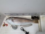 2026.06.21 シロアマダイ 56cm