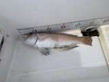 2026.06.21 シロアマダイ 51cm
