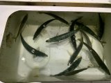 徳島遊漁船極鱗丸バチコンの7月の釣果(2026.06.04)