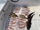 徳島遊漁船極鱗丸シロアマの7月の釣果(2026.07.18)