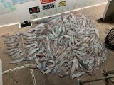 徳島遊漁船極鱗丸甲浦イカメタルの7月の釣果(2026.07.21)