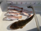 徳島遊漁船極鱗丸シロアマの8月の釣果(2026.08.01)