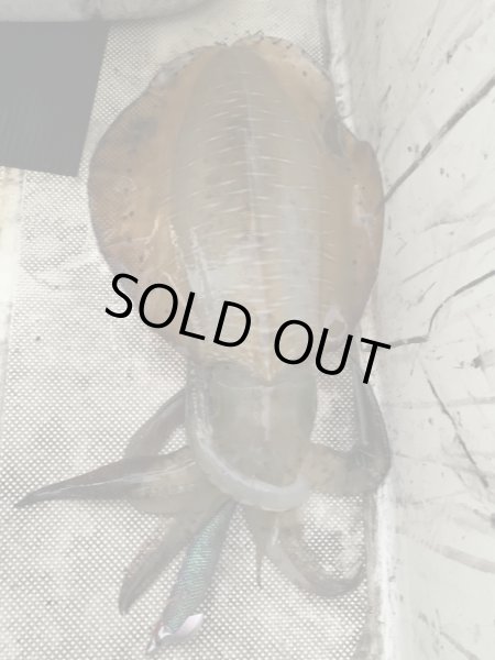 画像6: 【特注】#BTKM01 極鱗パープル(UV) 3.5号30g SQUIDMANIA WILDCHASE/B-TR (6)