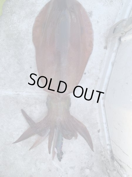 画像6: 【特注】#BTKM03 極鱗クリアパープル(UV) 3.5号30g SQUIDMANIA WILDCHASE/B-TR (6)