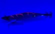 画像3: #BTKM08 RT 烈火の華(UV) 3.5号30g  [WILDCHASE/B-TRラトル] (3)