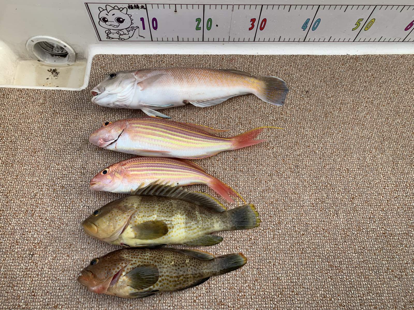 徳島遊漁船極鱗丸シロアマの5月の釣果(2025.05.10)