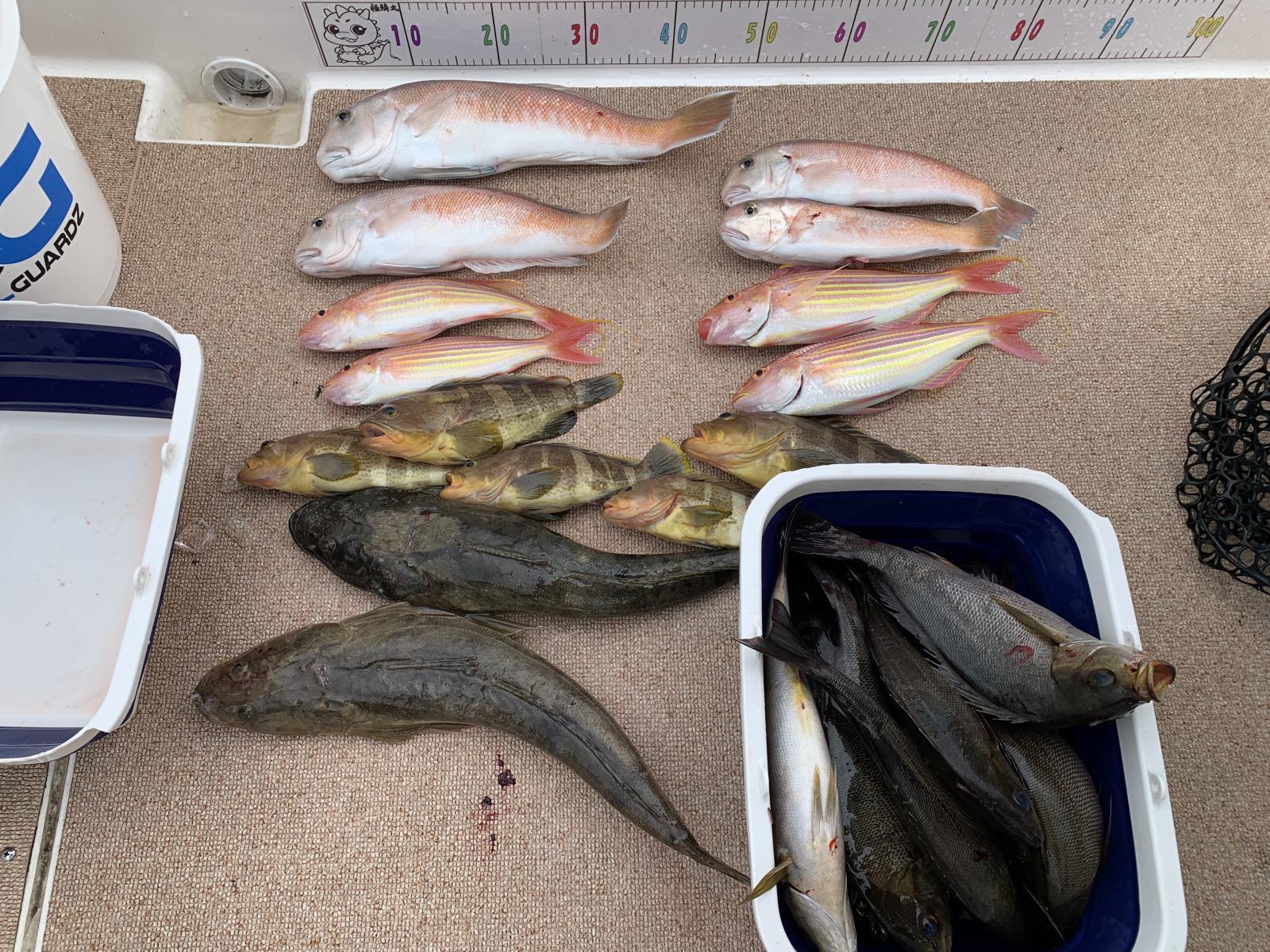 徳島遊漁船極鱗丸シロアマの6月の釣果(2025.06.07)