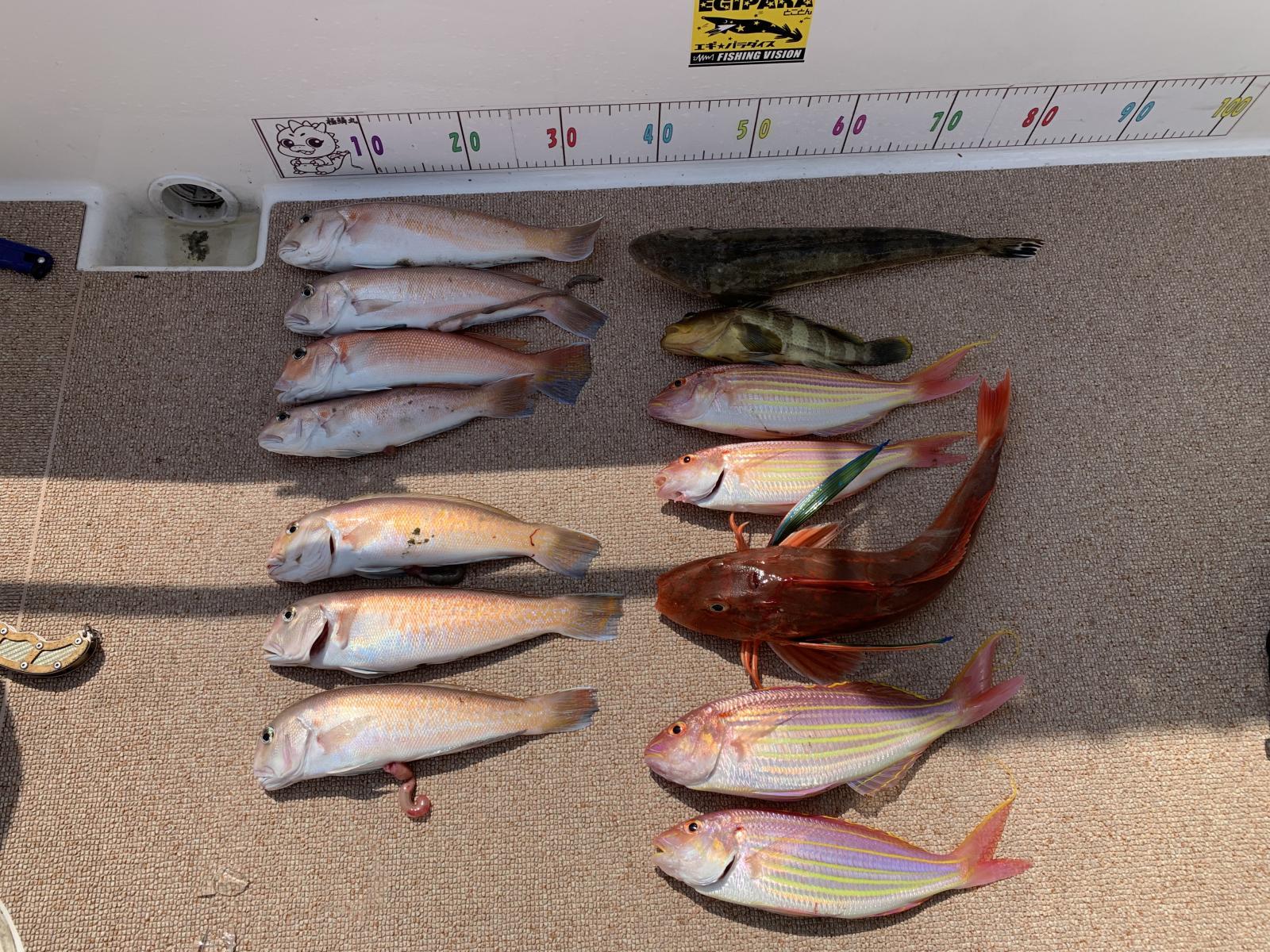 徳島遊漁船極鱗丸シロアマの6月の釣果(2025.06.27)