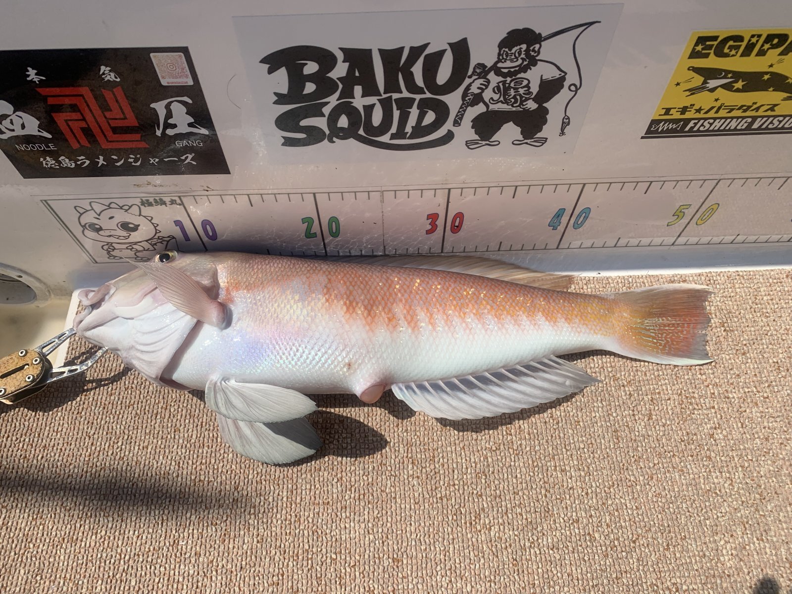2025.08.14 シロアマダイ 54cm