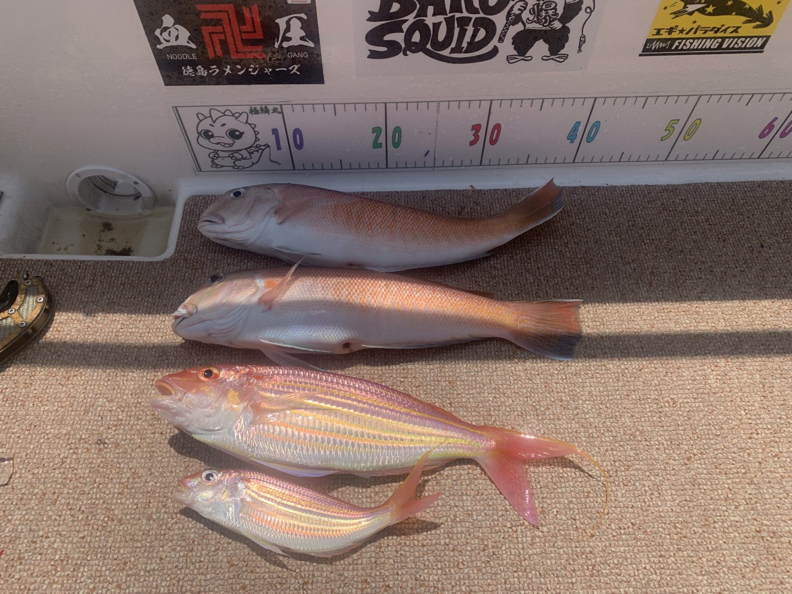 徳島遊漁船極鱗丸シロアマの8月の釣果(2025.08.17)