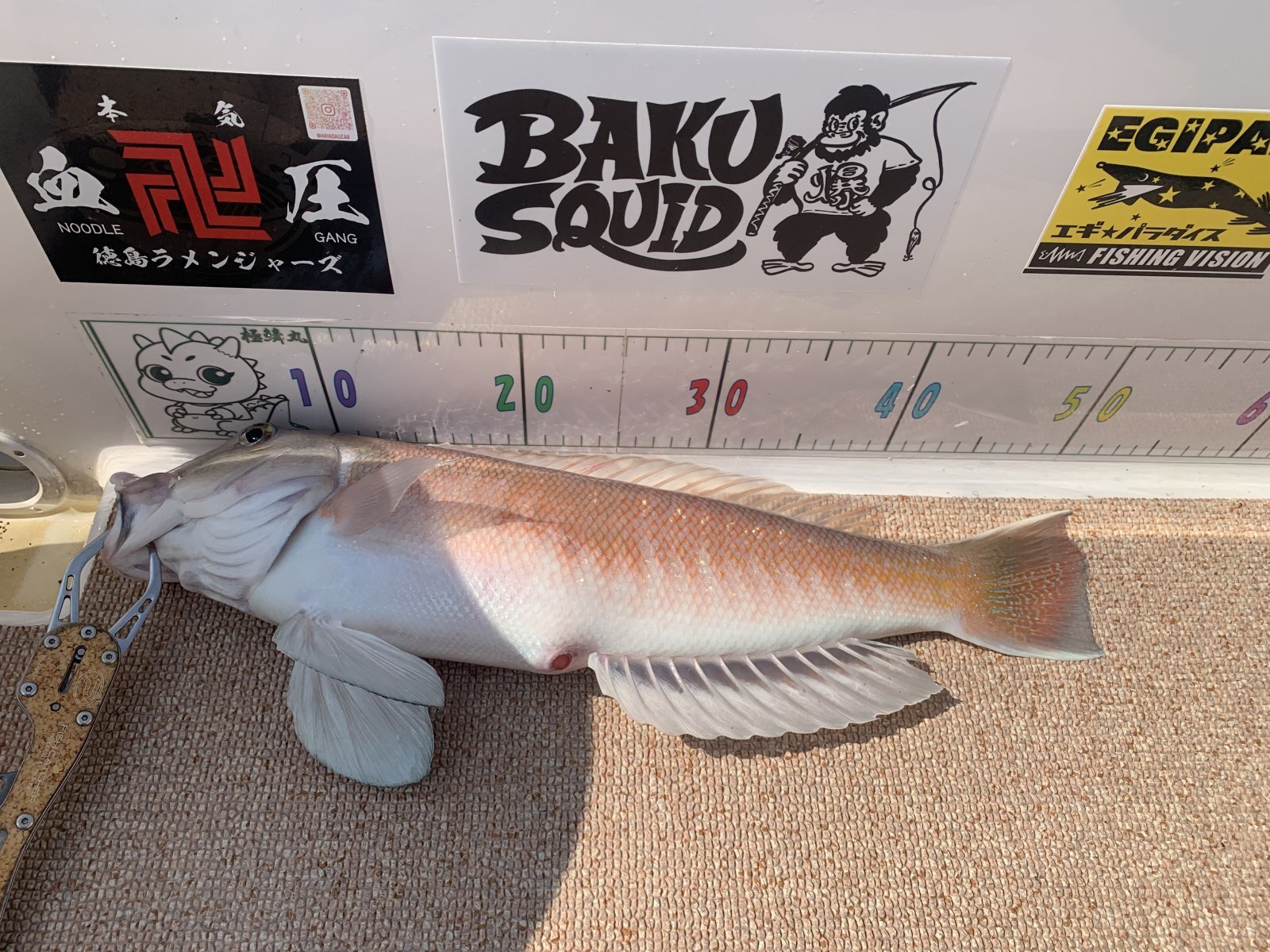 2025.08.30 シロアマダイ 51cm