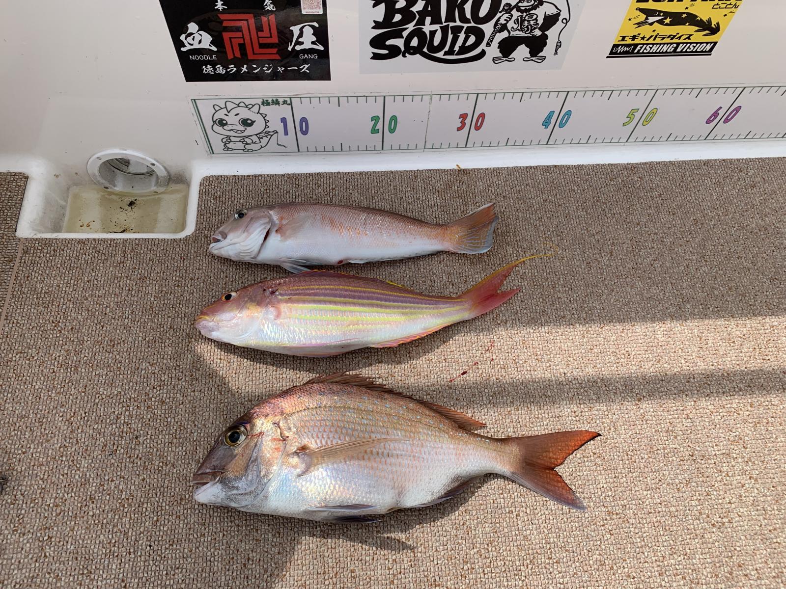 徳島遊漁船極鱗丸シロアマの9月の釣果(2025.09.14)
