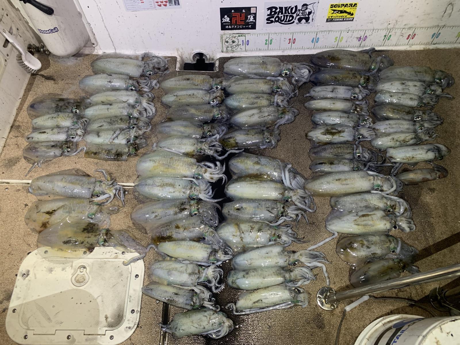 徳島遊漁船極鱗丸ティップランの10月の釣果(2025.10.10)