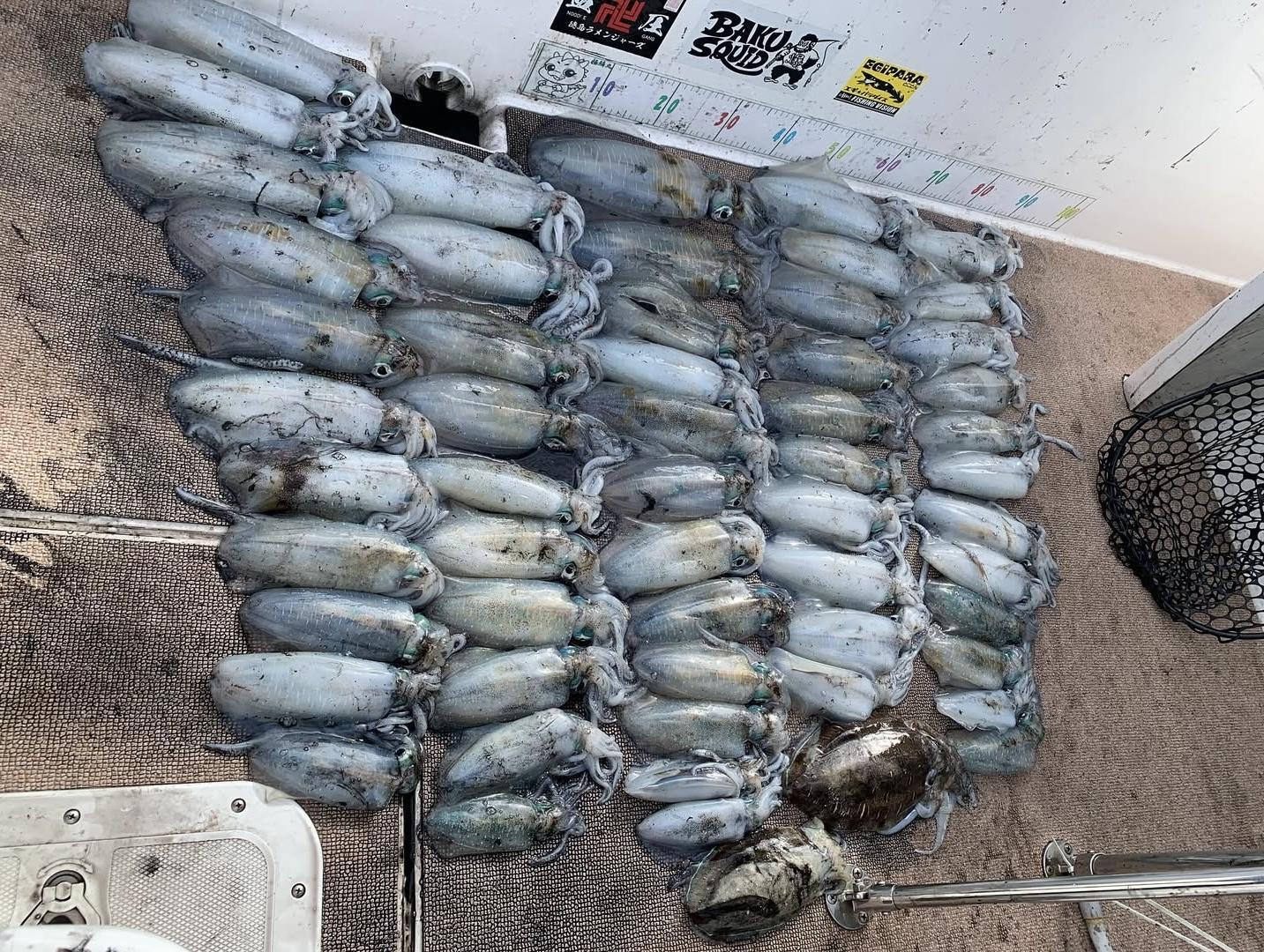 徳島遊漁船極鱗丸ティップランの10月の釣果(2025.10.11)