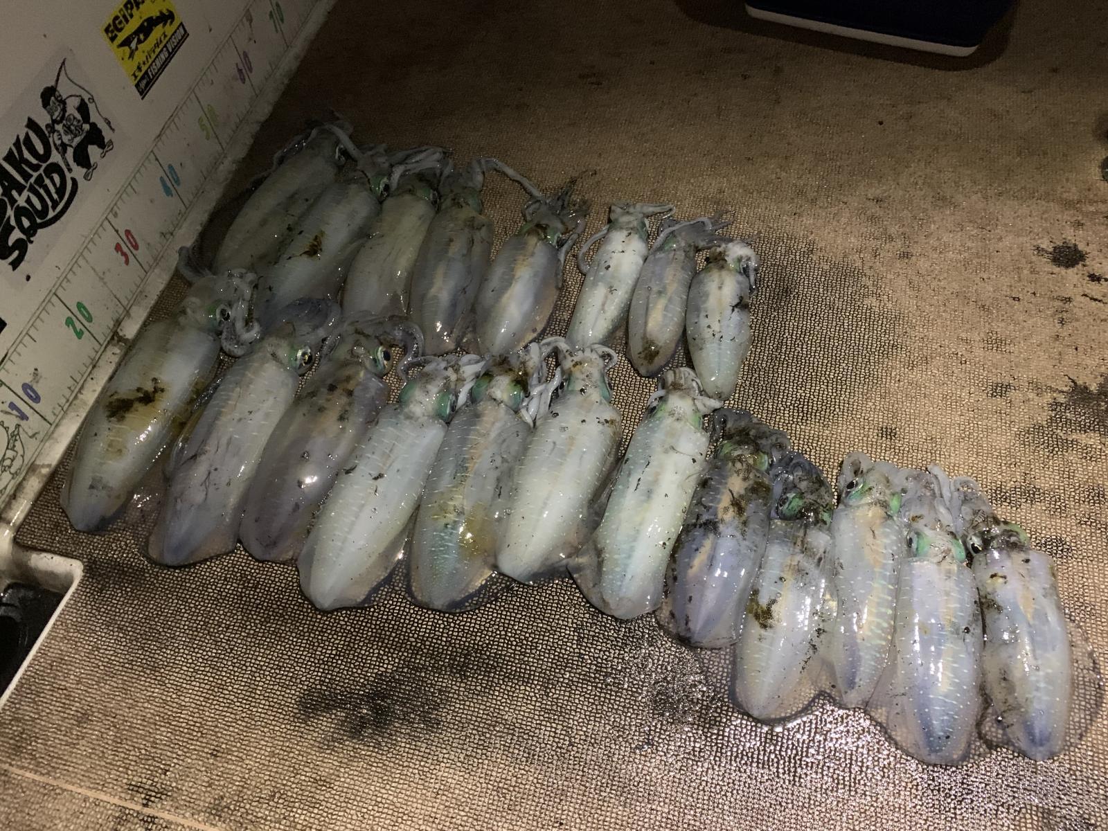 徳島遊漁船極鱗丸ティップランの10月の釣果(2025.10.17)