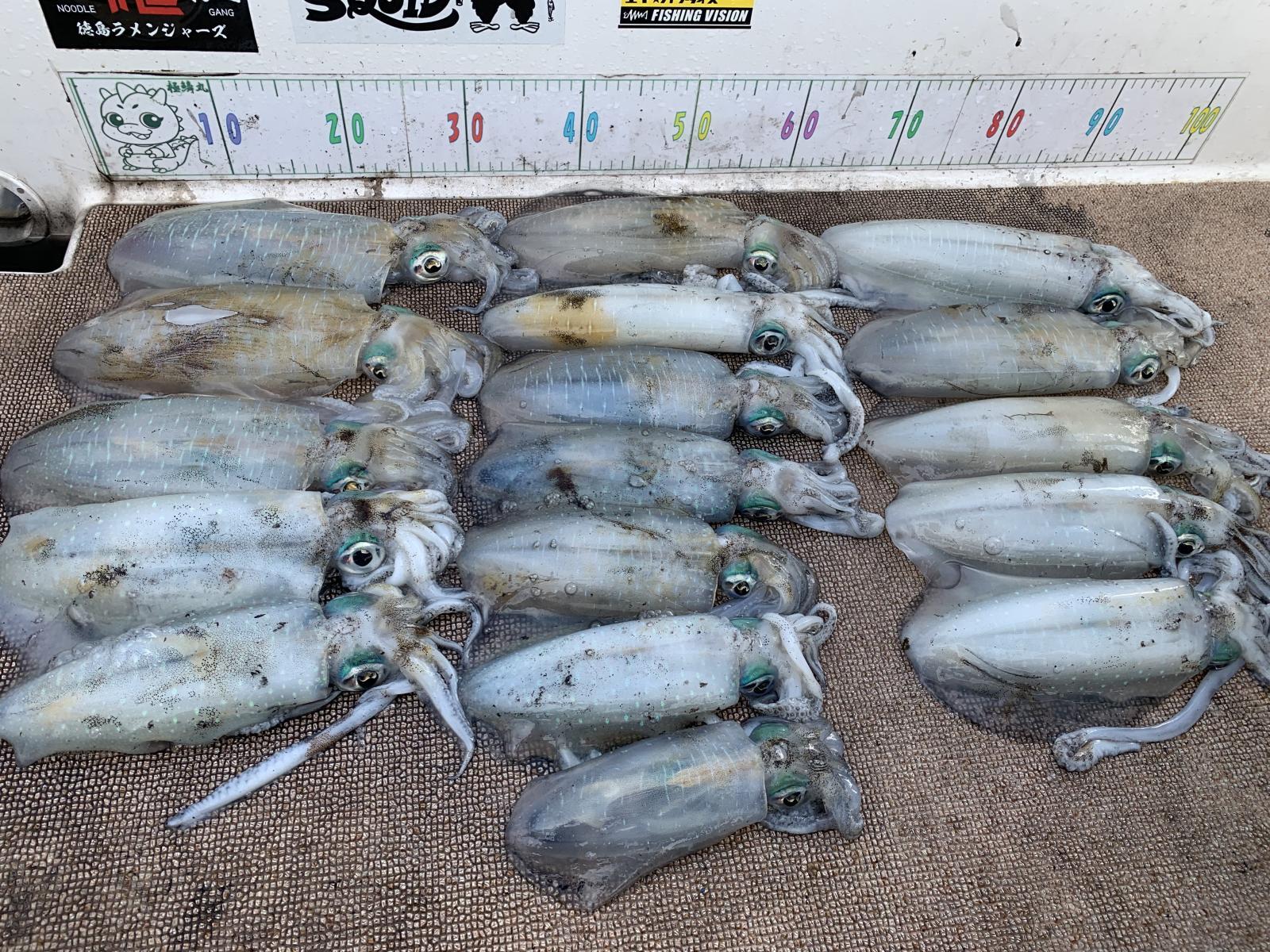 徳島遊漁船極鱗丸ティップランの10月の釣果(2025.10.18)