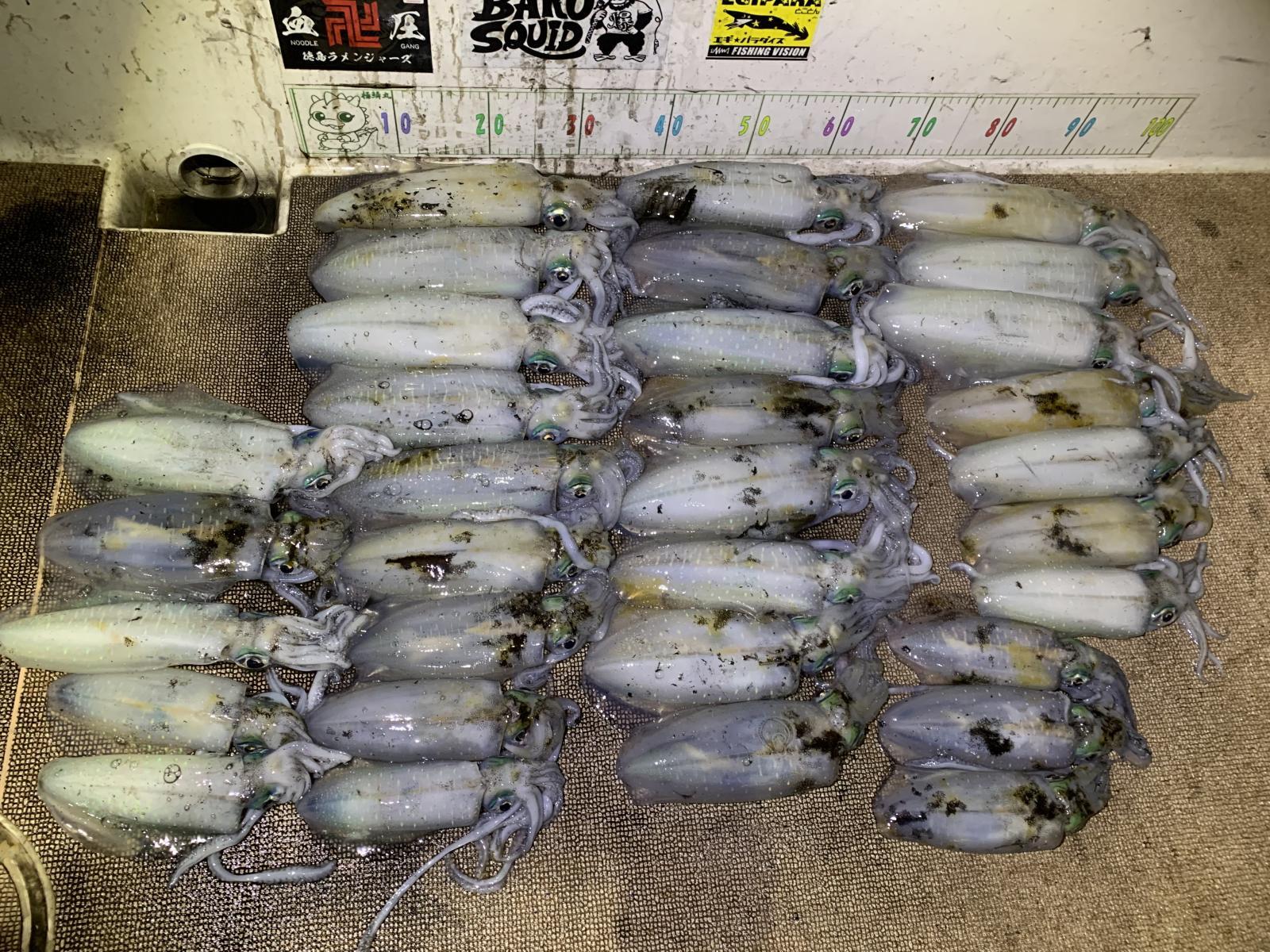 徳島遊漁船極鱗丸ティップランの10月の釣果(2025.10.24)