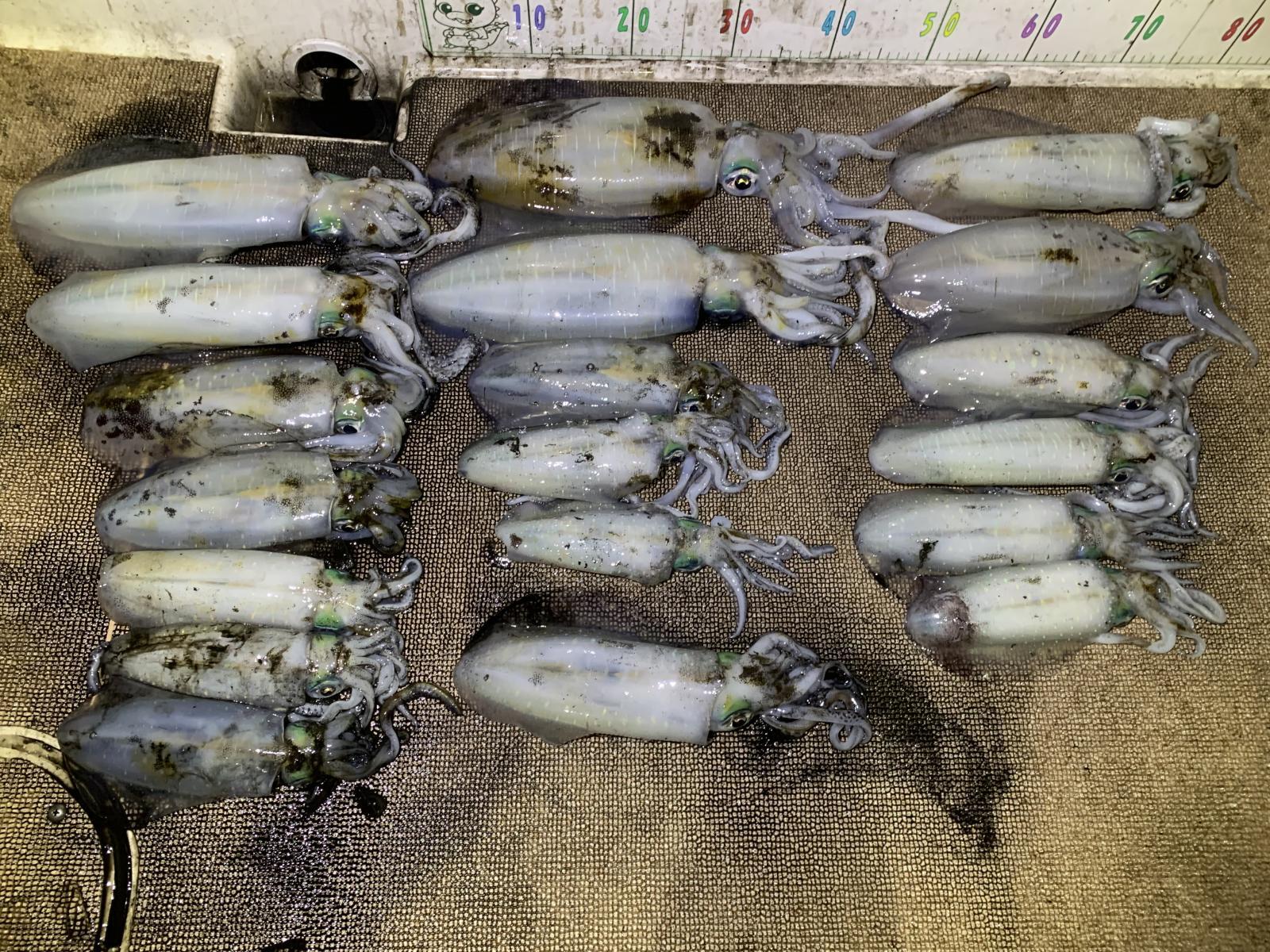 徳島遊漁船極鱗丸ティップランの10月の釣果(2025.10.30)