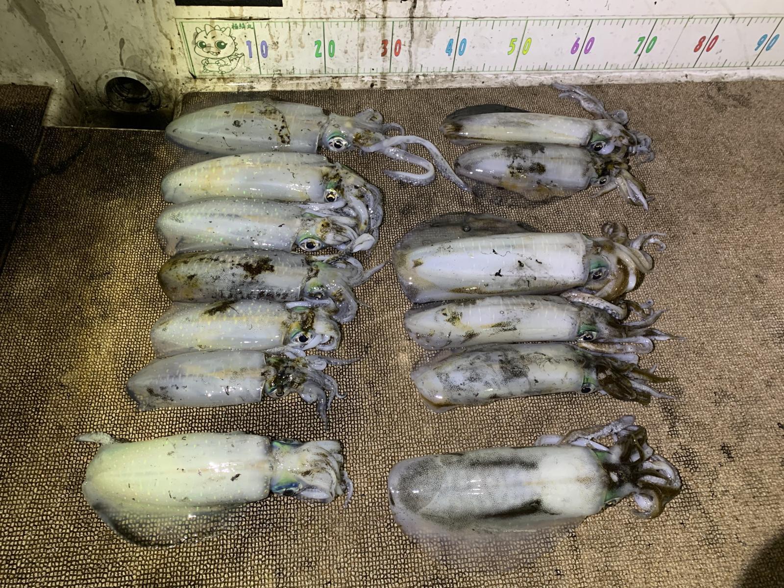 徳島遊漁船極鱗丸ティップランの11月の釣果(2025.11.02)