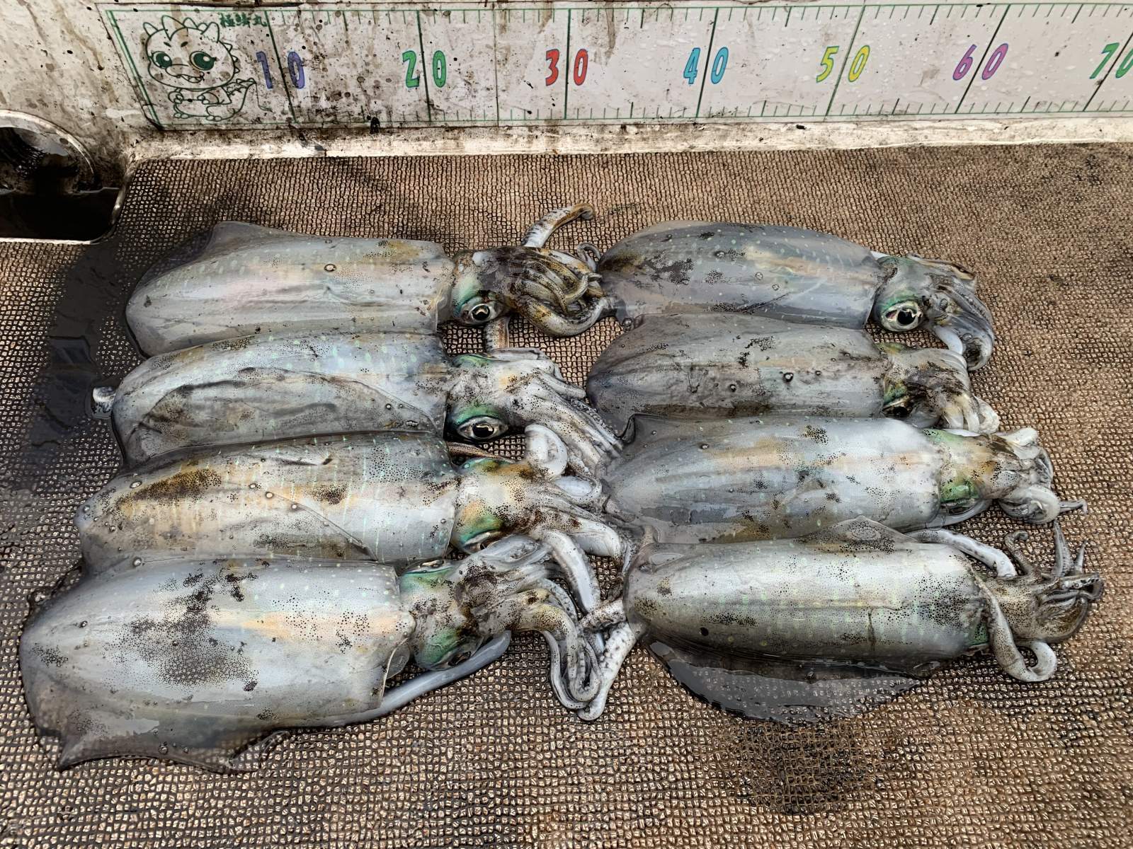 徳島遊漁船極鱗丸ティップランの11月の釣果(2025.11.12)