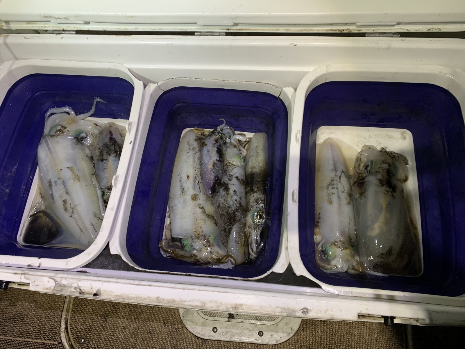 徳島遊漁船極鱗丸ティップランの11月の釣果(2025.11.12-2)