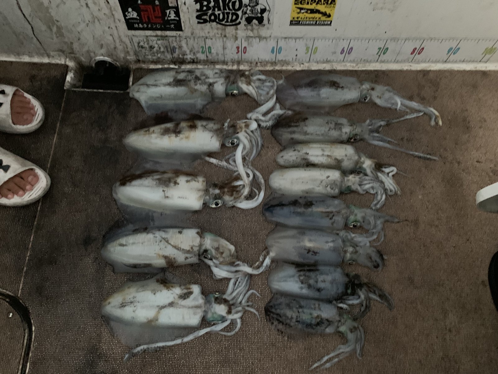 徳島遊漁船極鱗丸ティップランの11月の釣果(2025.11.13)