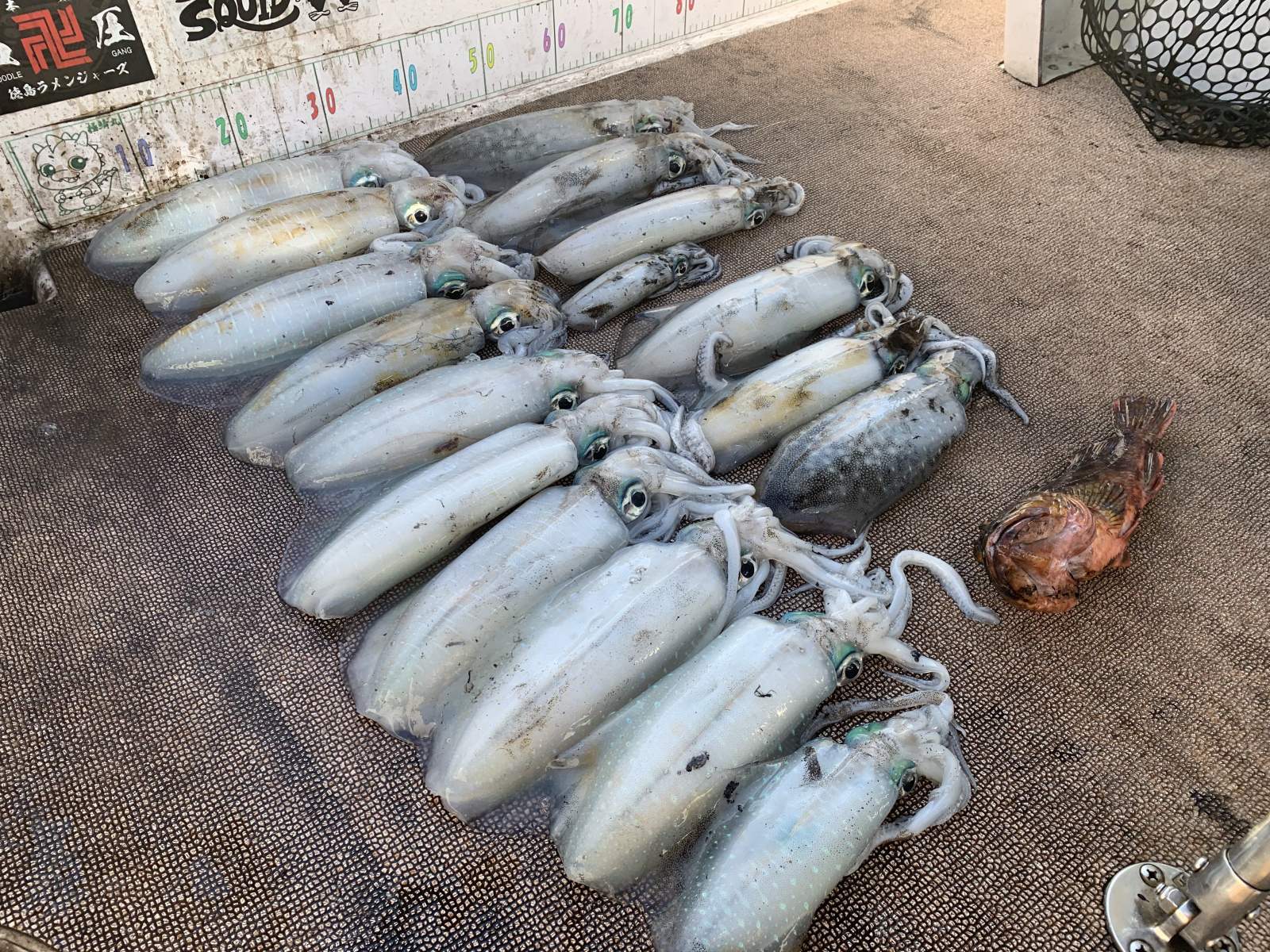 徳島遊漁船極鱗丸ティップランの11月の釣果(2025.11.15)