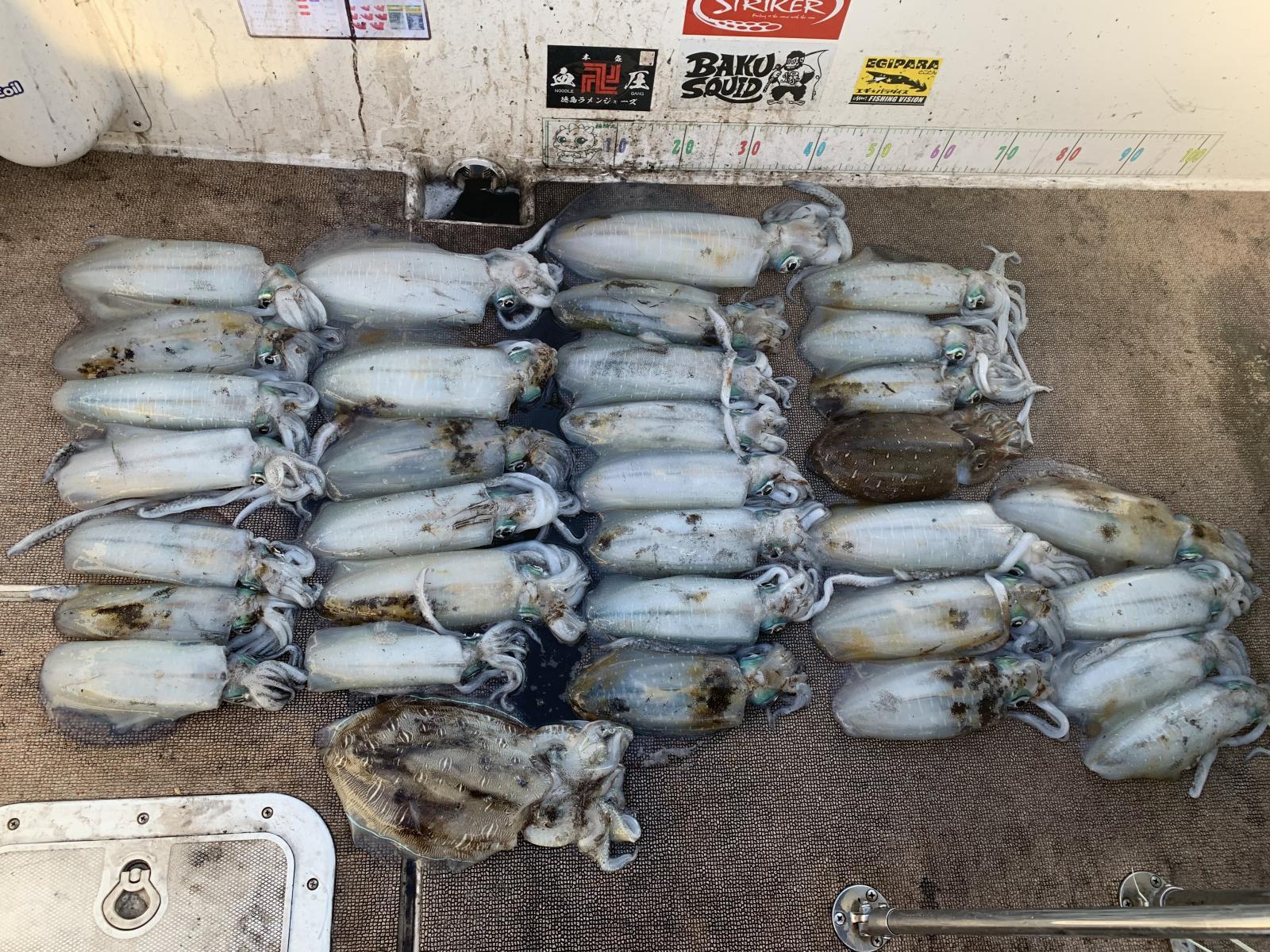 徳島遊漁船極鱗丸ティップランの11月の釣果(2025.11.16)