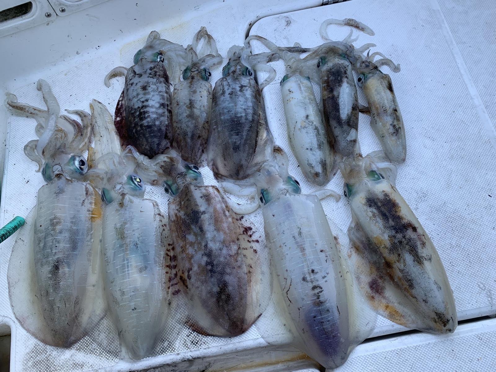 徳島遊漁船極鱗丸甲浦ティップランの11月の釣果(2025.11.18)