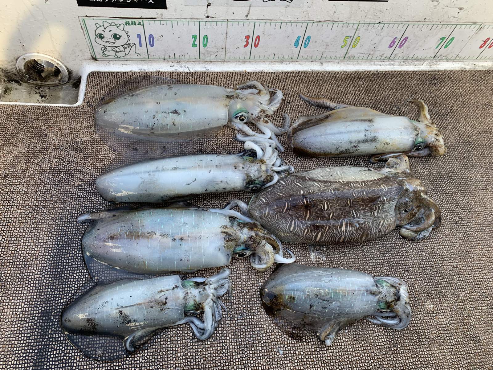 徳島遊漁船極鱗丸ティップランの11月の釣果(2025.11.21)