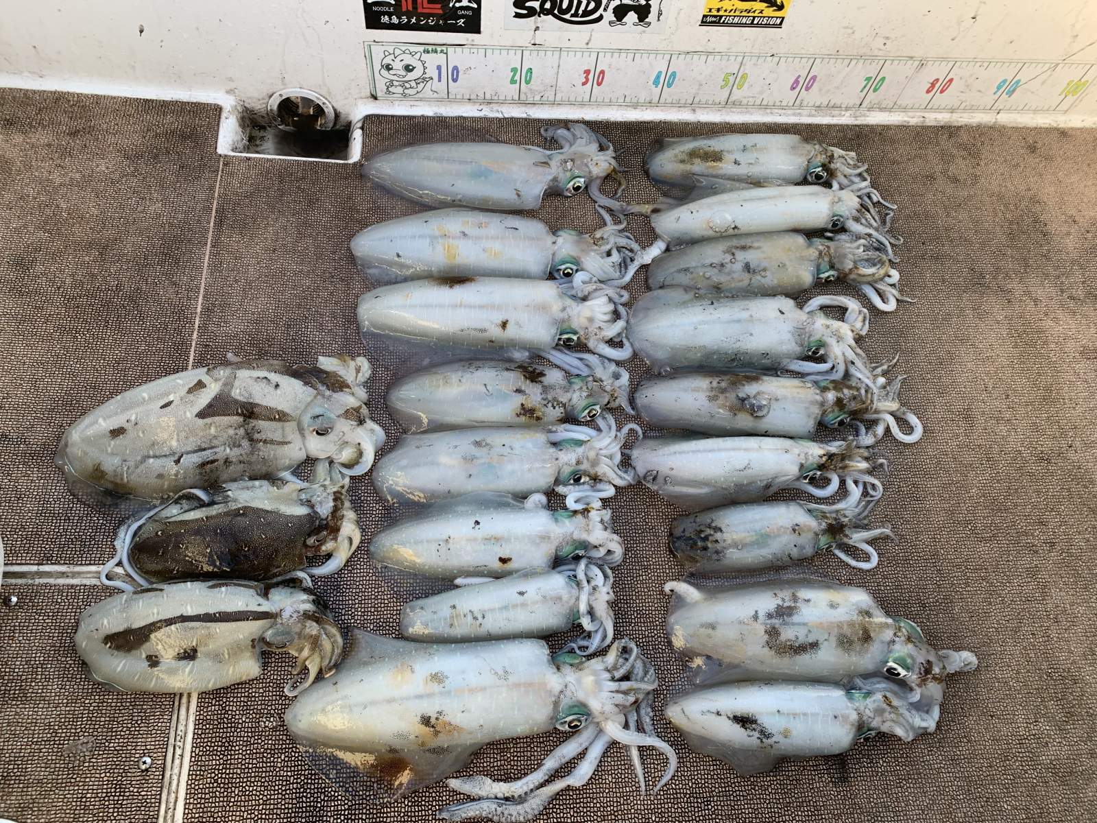 徳島遊漁船極鱗丸ティップランの11月の釣果(2025.11.23)