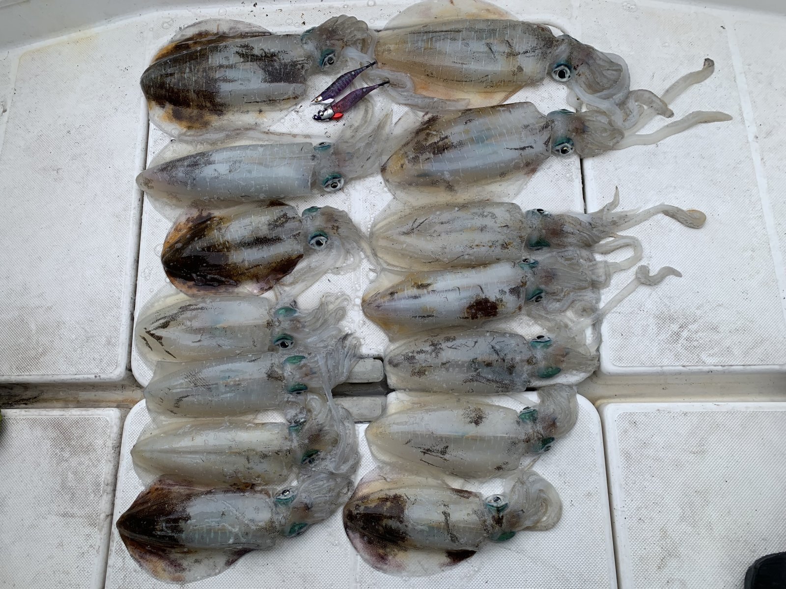 徳島遊漁船極鱗丸ティップランの11月の釣果(2025.11.27)