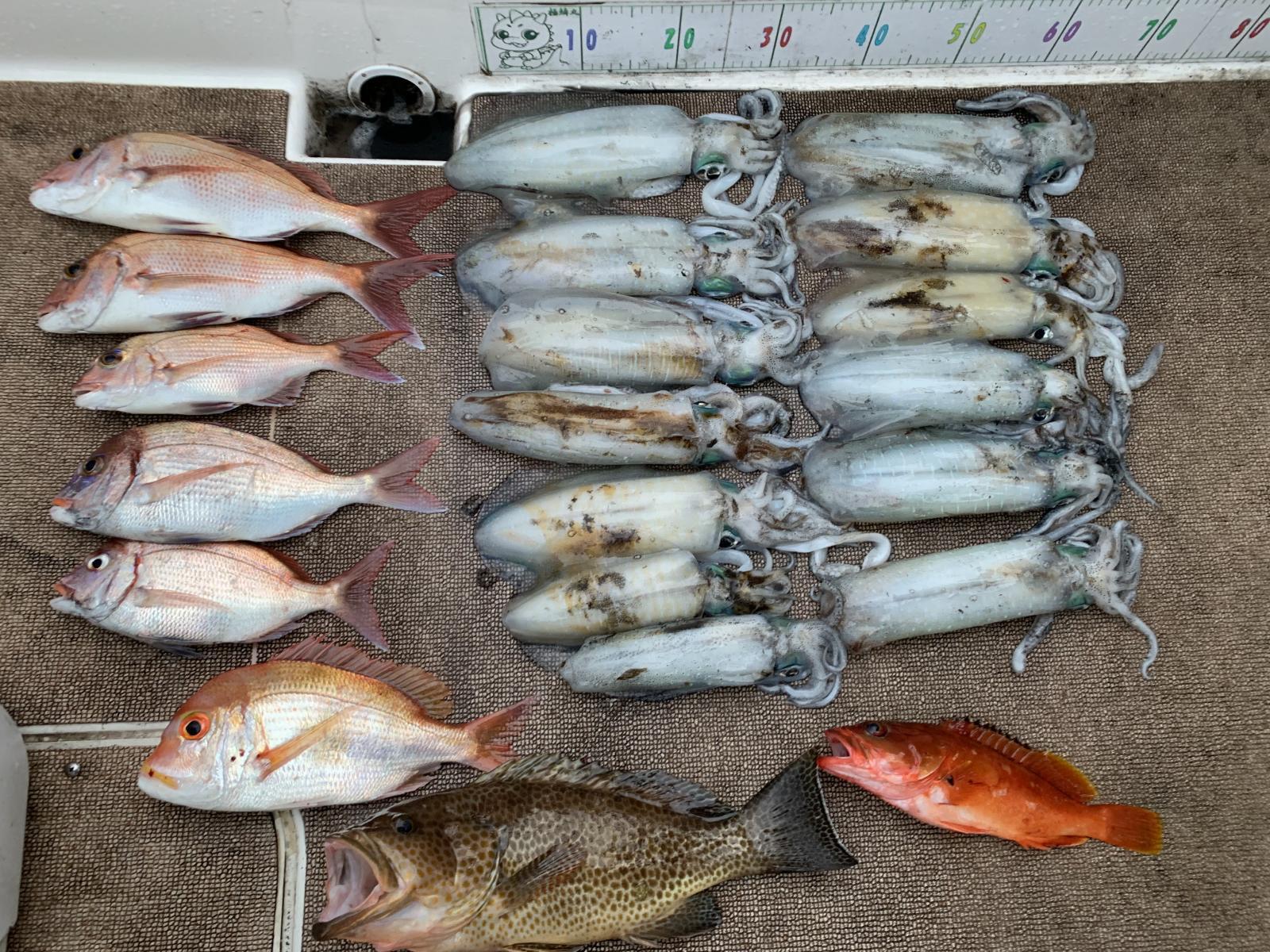 徳島遊漁船極鱗丸甲浦ティップラン＆タイラバの12月の釣果(2025.12.02)