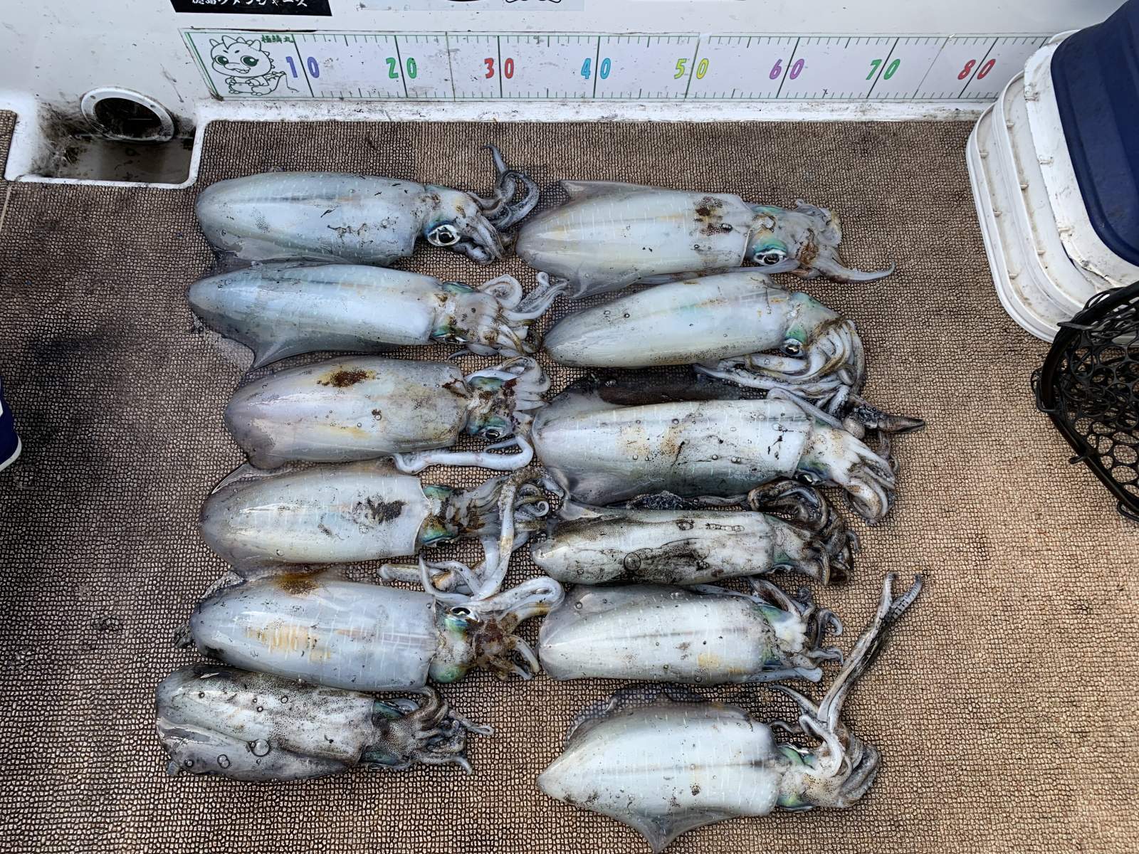 徳島遊漁船極鱗丸甲浦ティップランの12月の釣果(2025.12.04)