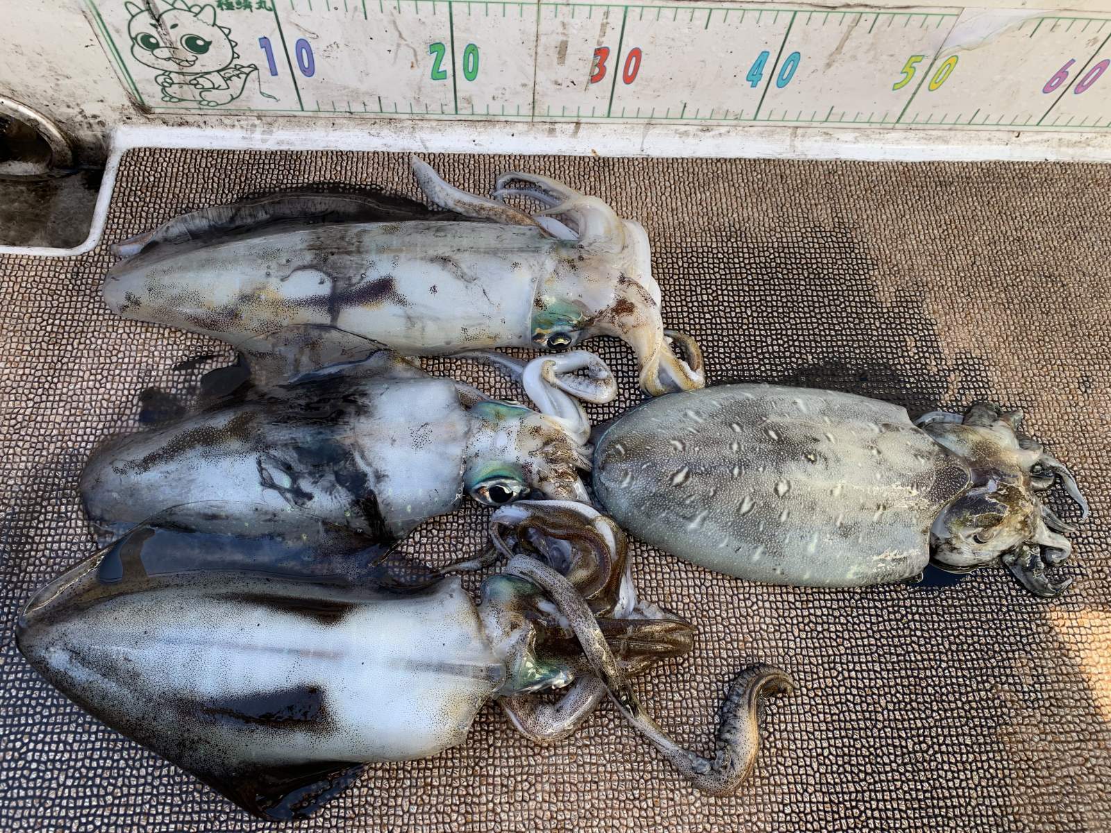 徳島遊漁船極鱗丸甲浦ティップランの12月の釣果(2025.12.16)