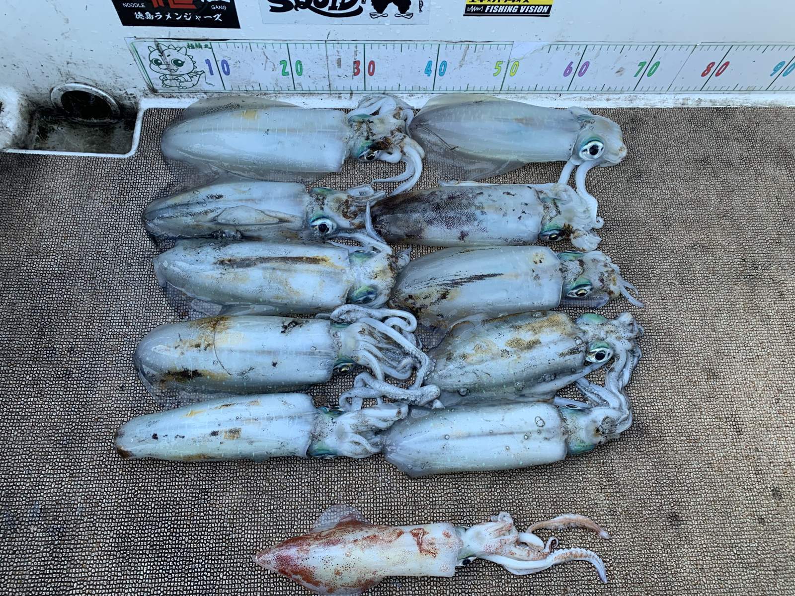 徳島遊漁船極鱗丸甲浦ティップランの12月の釣果(2025.12.15)