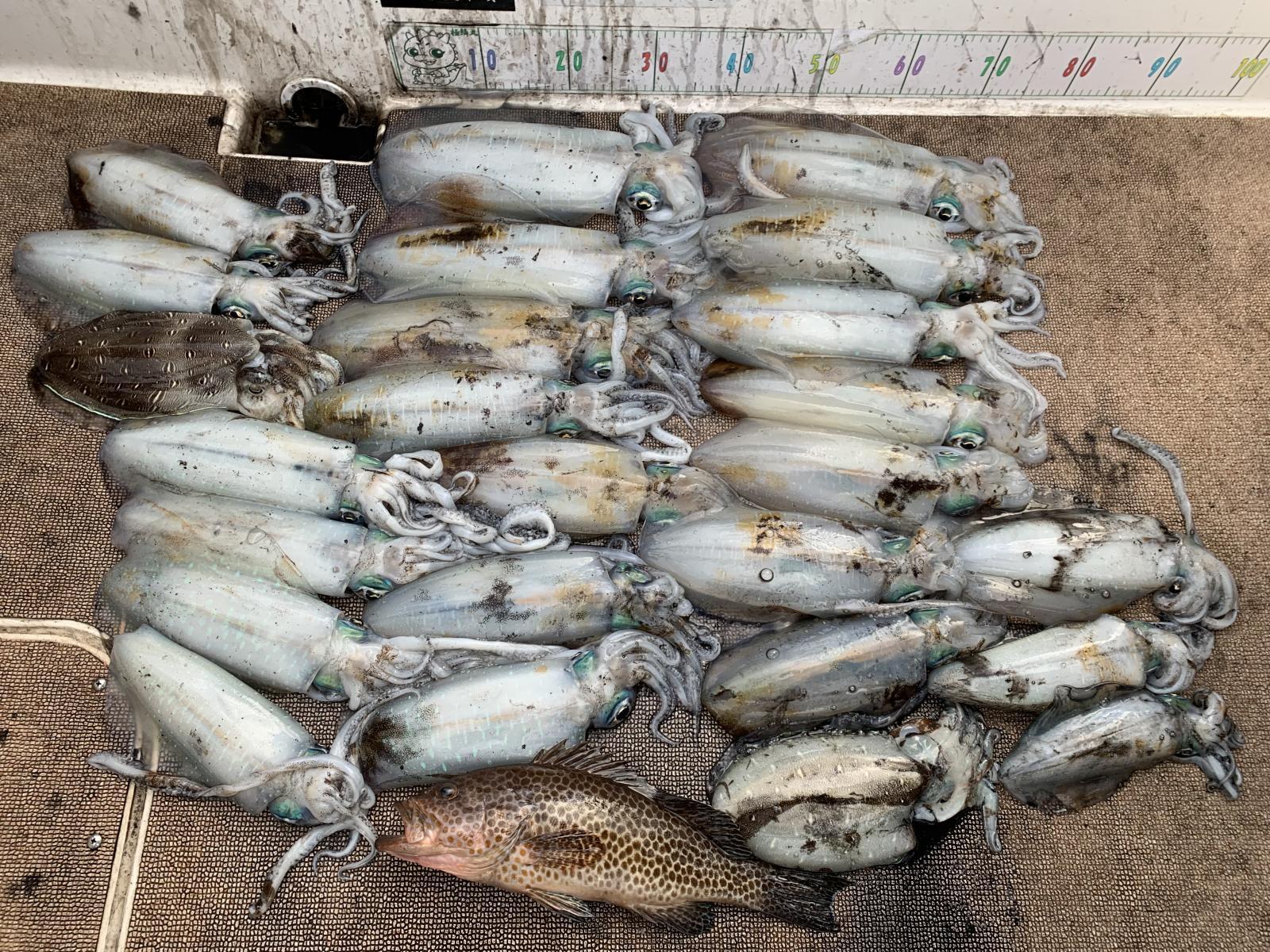 徳島遊漁船極鱗丸甲浦ティップランの12月の釣果(2025.12.27)