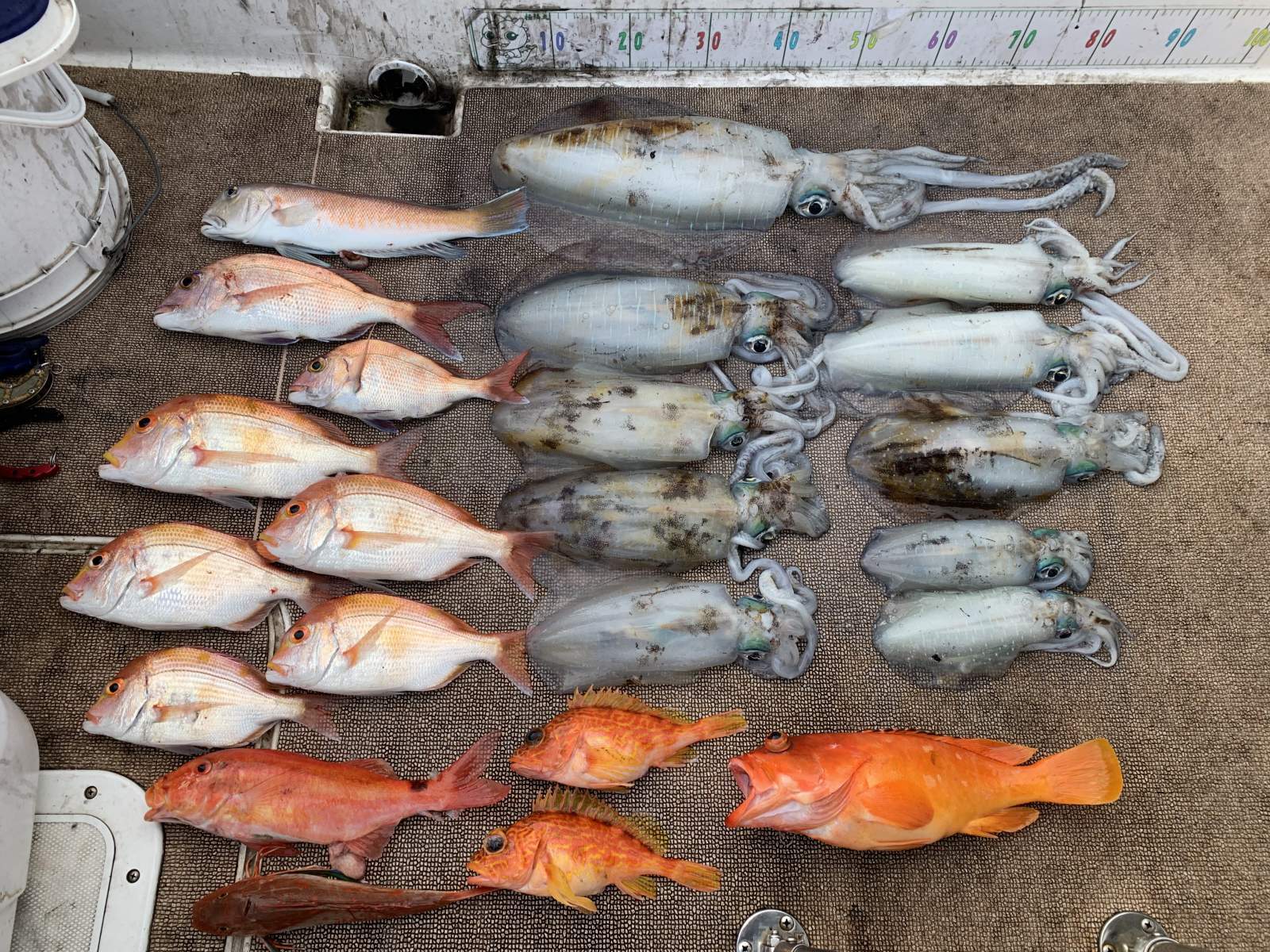 徳島遊漁船極鱗丸甲浦ティップランの12月の釣果(2025.12.30)